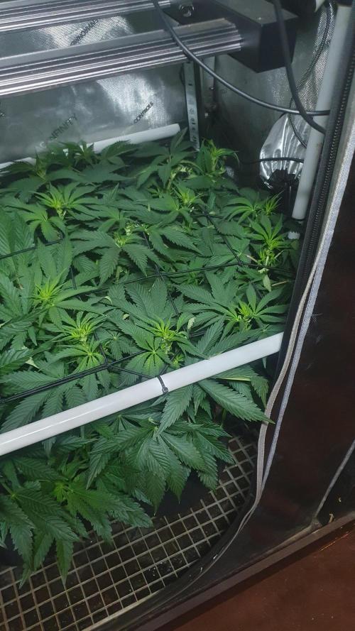 Sticky Brokkoli Zamnesia Eternity Cup. Week 7