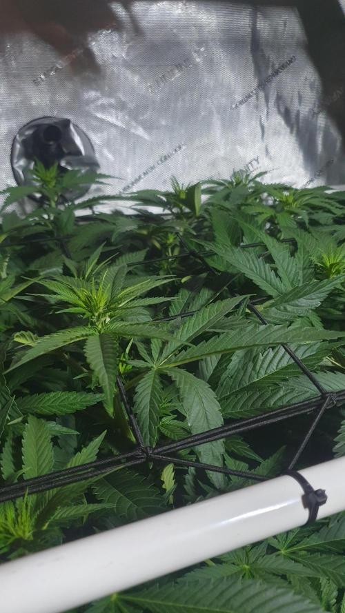 Slurricane Zamnesia. Week 7