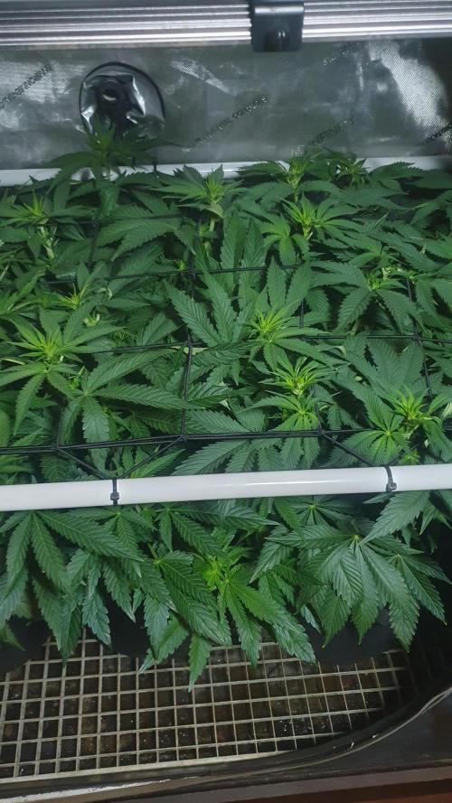 Slurricane Zamnesia. Week 7