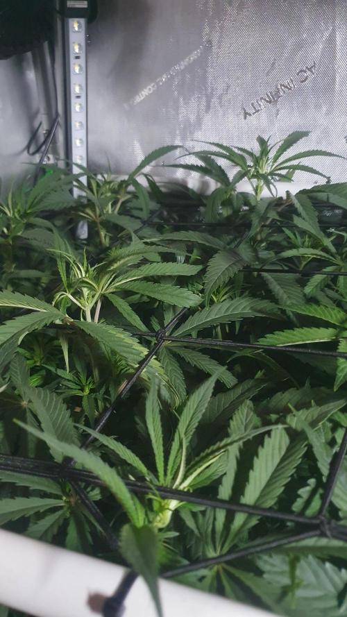 Blue Zushi Dutch Passion. Week 7