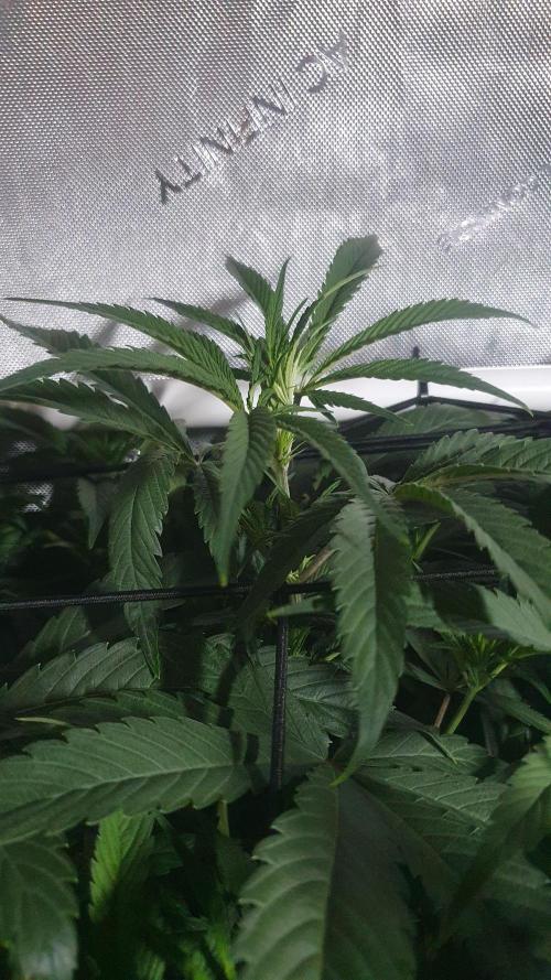 Blue Zushi Dutch Passion. Week 7