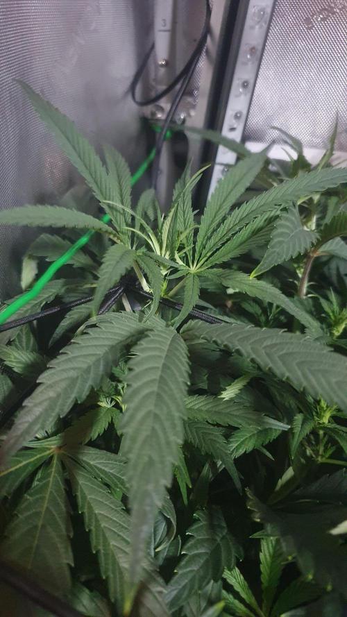 Blue Zushi Dutch Passion. Week 7