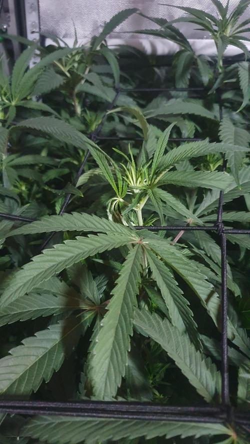 Blue Zushi Dutch Passion. Week 7