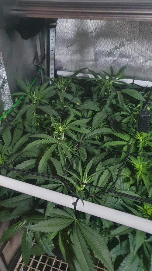 Blue Zushi Dutch Passion. Week 7
