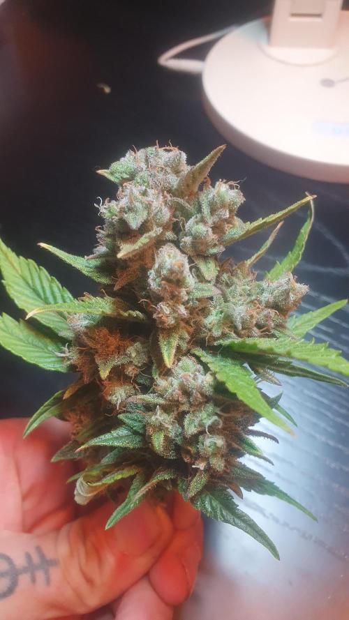 Diablos Delights XL Auto #2. Week 9
