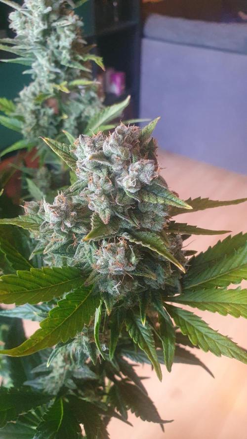 Diablos Delights XL Auto #2. Week 9