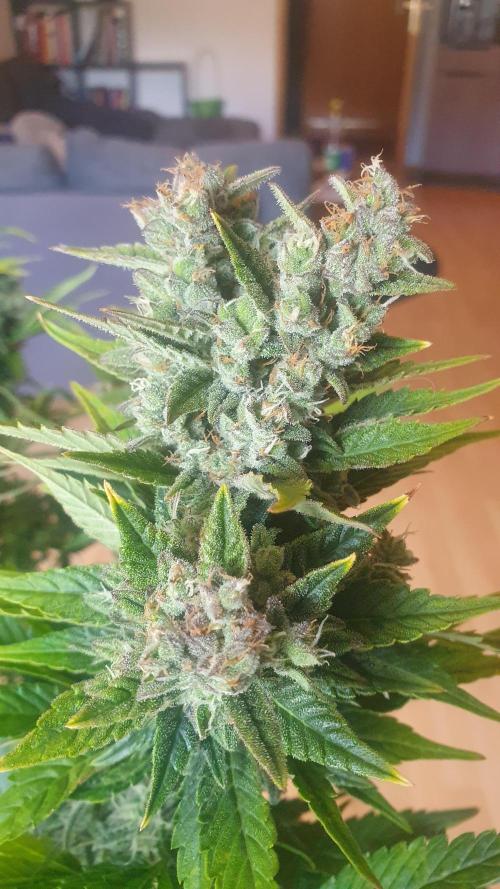 Diablos Delights XL Auto #2. Week 9