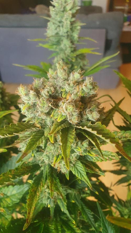 Diablos Delights XL Auto #2. Week 9