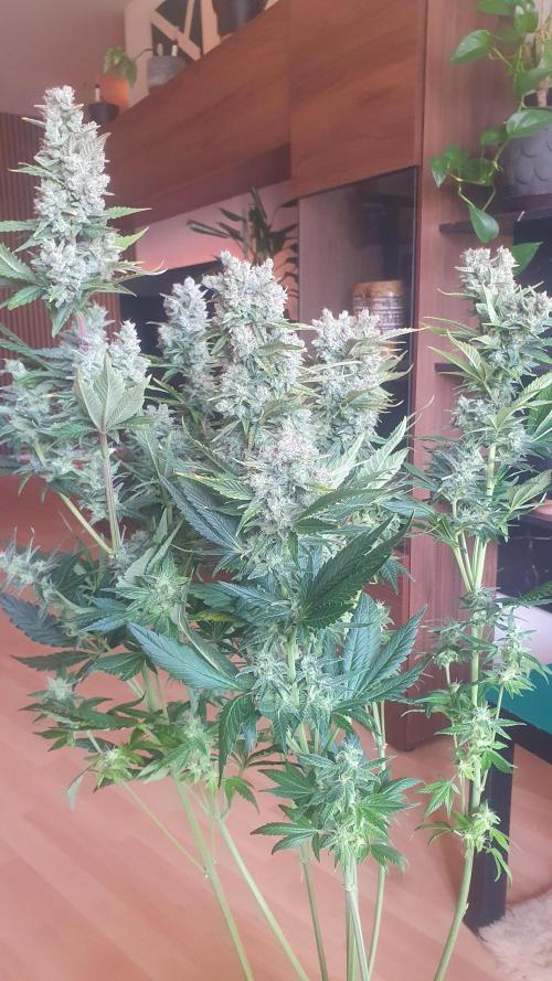 Diablos Delights XL Auto #2. Week 9
