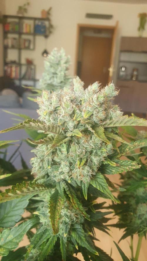 Diablos Delights XL Auto #2. Week 9