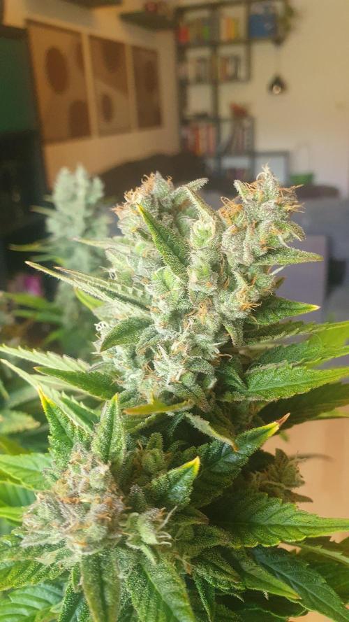 Diablos Delights XL Auto #2. Week 9