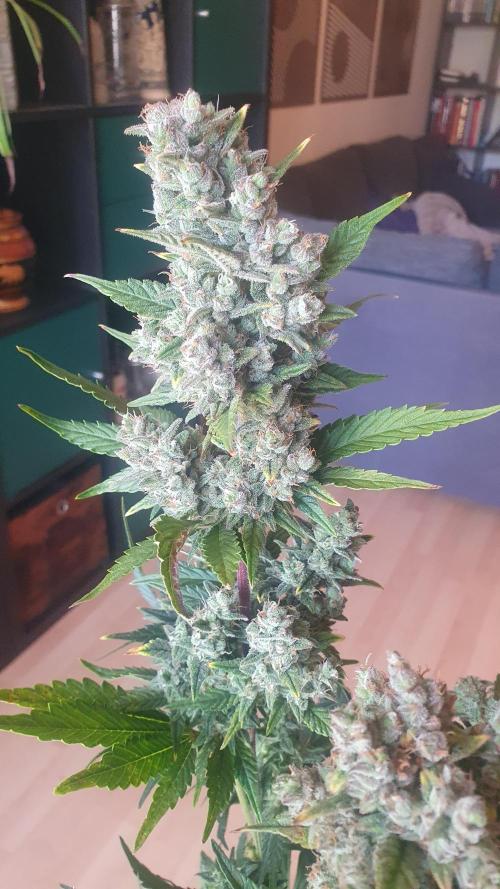 Diablos Delights XL Auto #2. Week 9