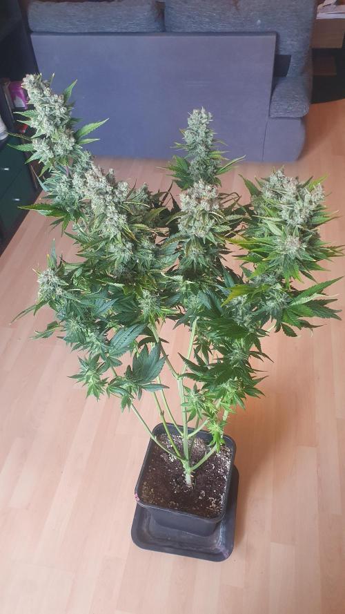 Diablos Delights XL Auto #2. Week 9