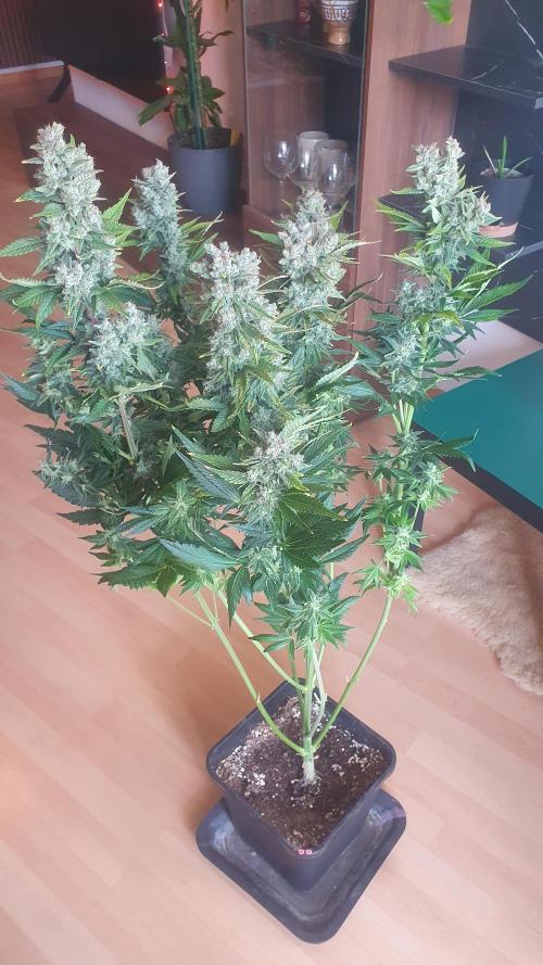 Diablos Delights XL Auto #2. Week 9