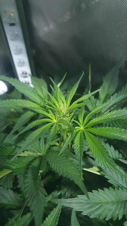 Sticky Brokkoli Zamnesia Eternity Cup. Week 8