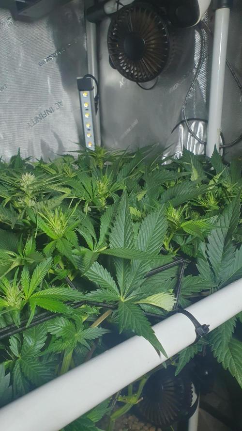 Sticky Brokkoli Zamnesia Eternity Cup. Week 8