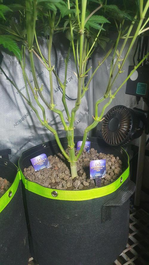 Sticky Brokkoli Zamnesia Eternity Cup. Week 8