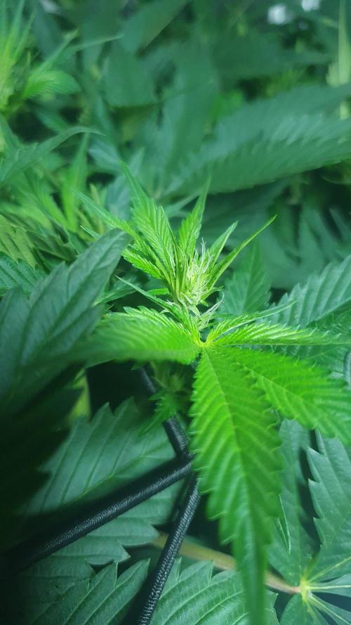 Sticky Brokkoli Zamnesia Eternity Cup. Week 8