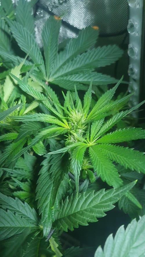 Sticky Brokkoli Zamnesia Eternity Cup. Week 8