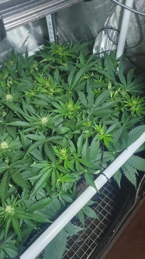 Sticky Brokkoli Zamnesia Eternity Cup. Week 8