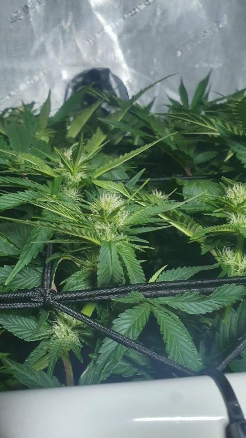Slurricane Zamnesia. Week 8