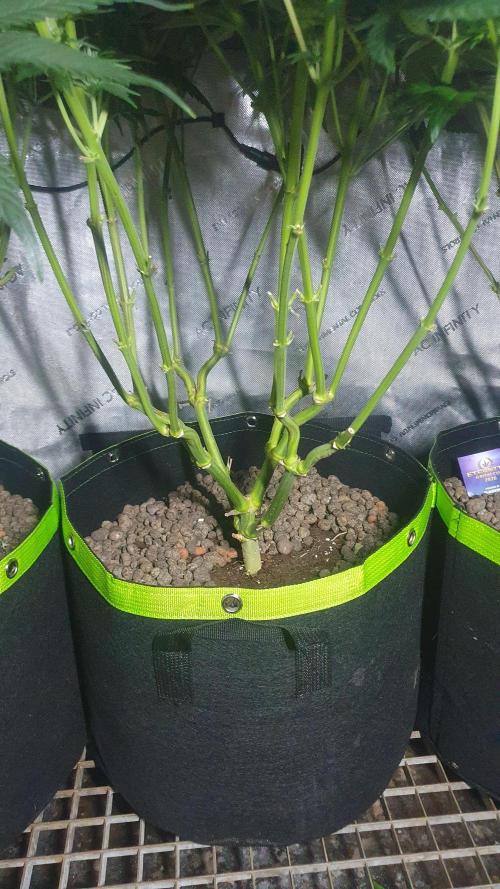 Slurricane Zamnesia. Week 8