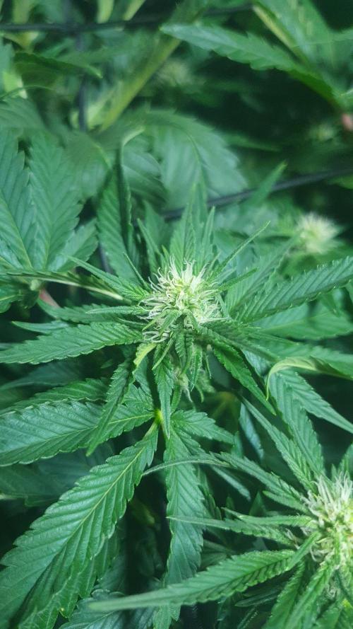 Slurricane Zamnesia. Week 8