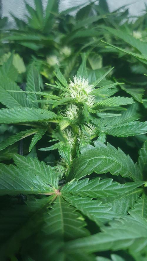 Slurricane Zamnesia. Week 8