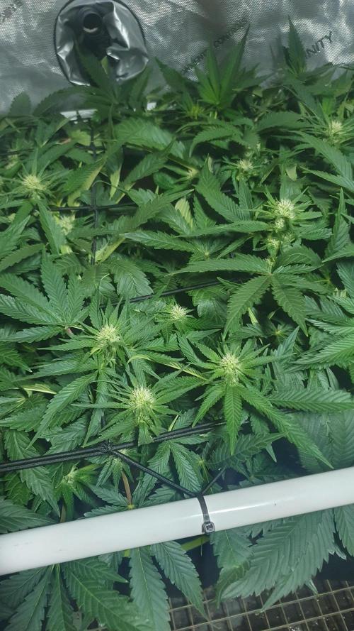 Slurricane Zamnesia. Week 8