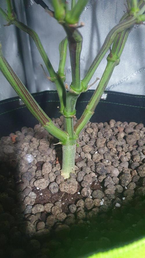 Blue Zushi Dutch Passion. Week 8