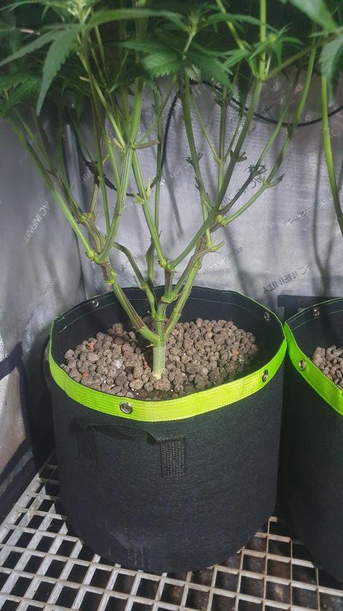 Blue Zushi Dutch Passion. Week 8