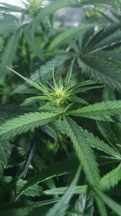 Blue Zushi Dutch Passion. Week 8