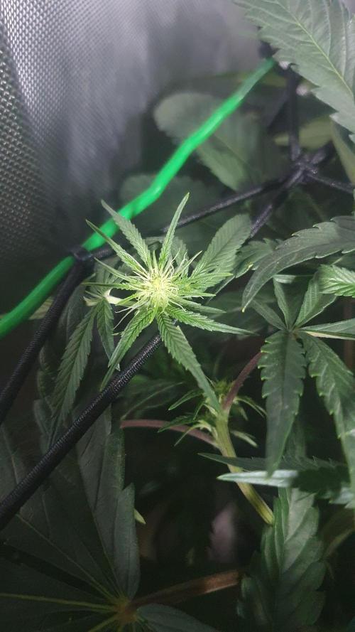 Blue Zushi Dutch Passion. Week 8