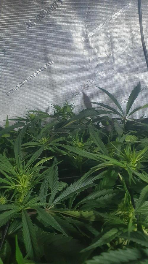 Blue Zushi Dutch Passion. Week 8