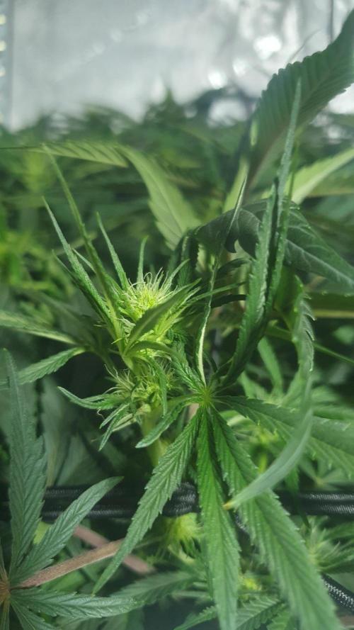 Blue Zushi Dutch Passion. Week 8
