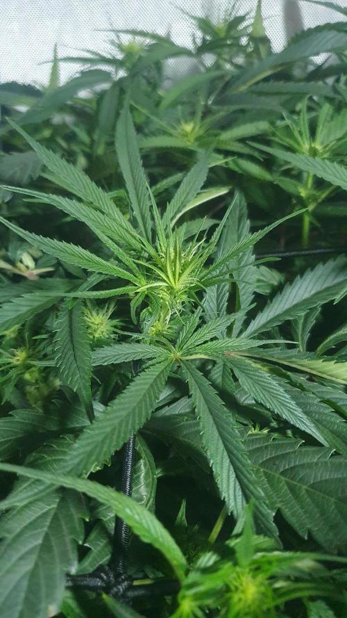 Blue Zushi Dutch Passion. Week 8