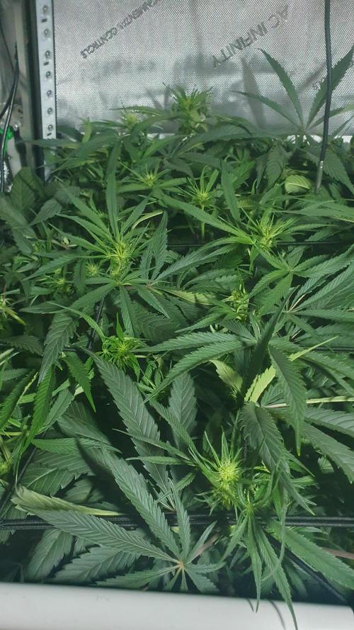 Blue Zushi Dutch Passion. Week 8