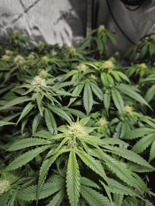 Sticky Brokkoli Zamnesia Eternity Cup. Week 9