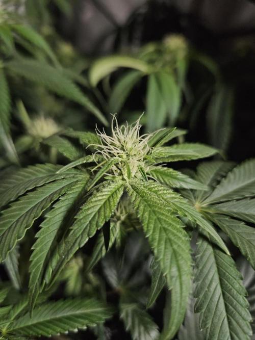 Sticky Brokkoli Zamnesia Eternity Cup. Week 9