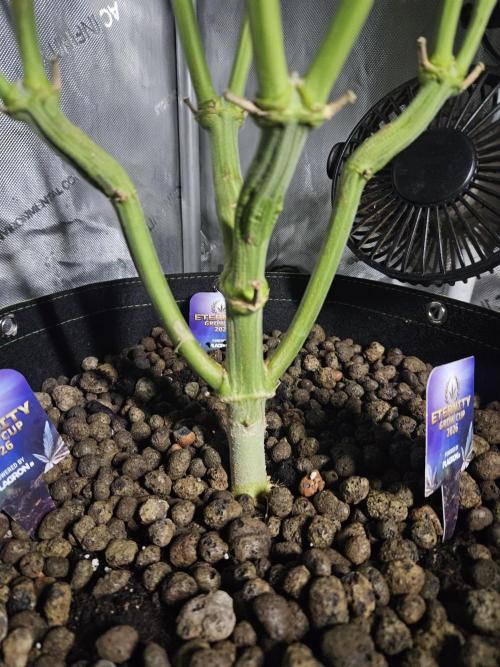 Sticky Brokkoli Zamnesia Eternity Cup. Week 9