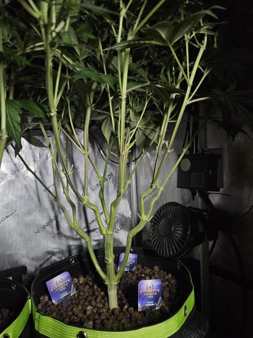 Sticky Brokkoli Zamnesia Eternity Cup. Week 9