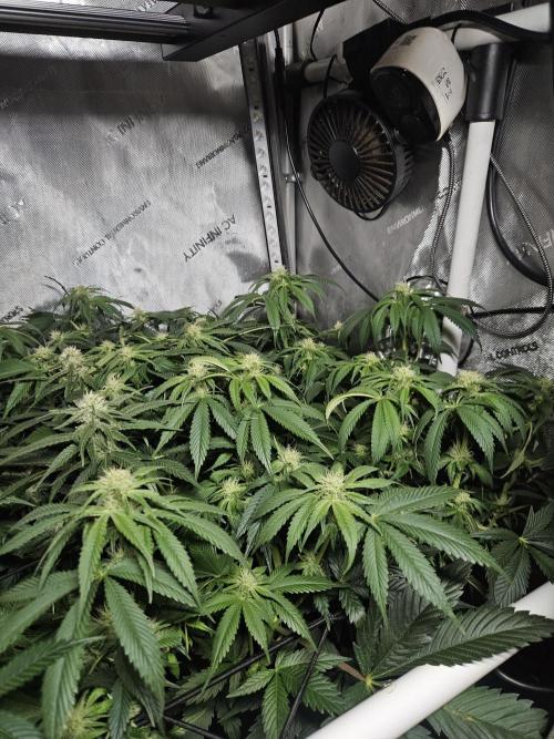 Sticky Brokkoli Zamnesia Eternity Cup. Week 9