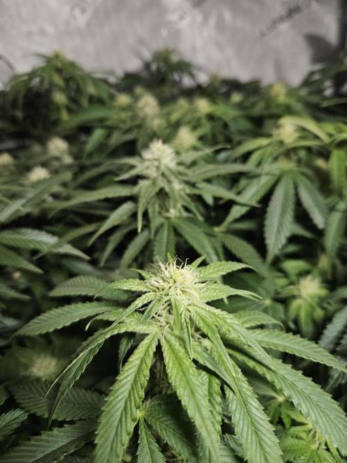 Sticky Brokkoli Zamnesia Eternity Cup. Week 9