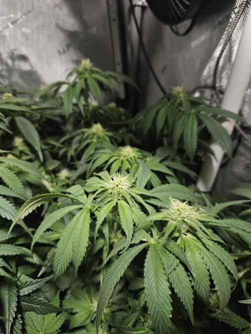 Sticky Brokkoli Zamnesia Eternity Cup. Week 9