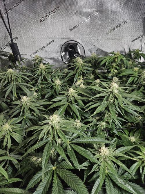 Slurricane Zamnesia. Week 9
