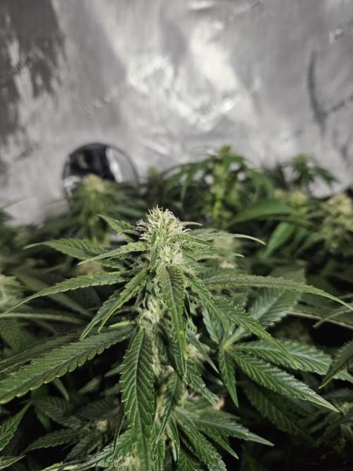 Slurricane Zamnesia. Week 9