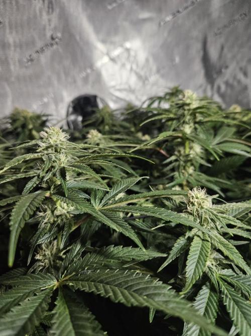 Slurricane Zamnesia. Week 9
