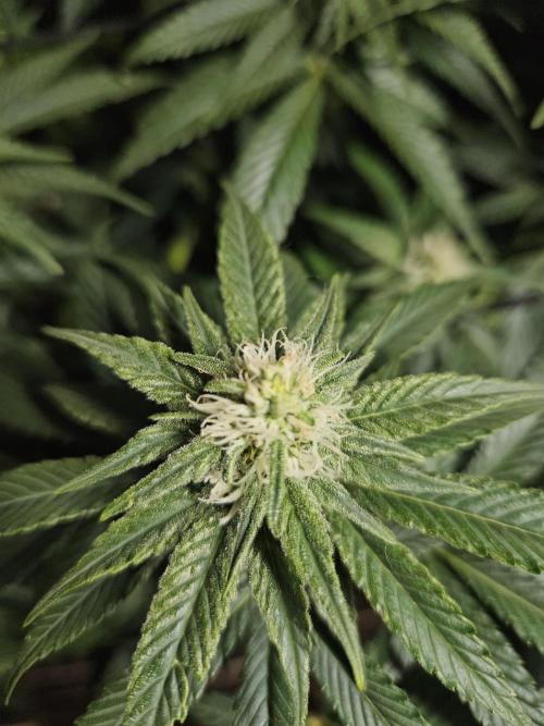 Slurricane Zamnesia. Week 9