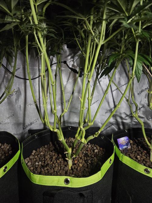Slurricane Zamnesia. Week 9