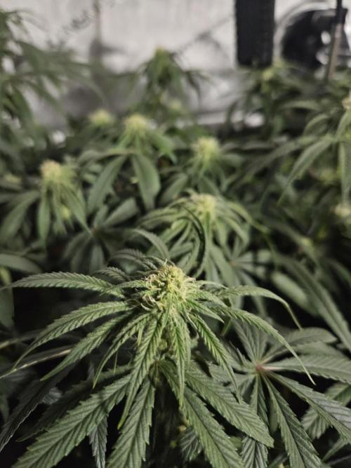 Blue Zushi Dutch Passion. Week 9